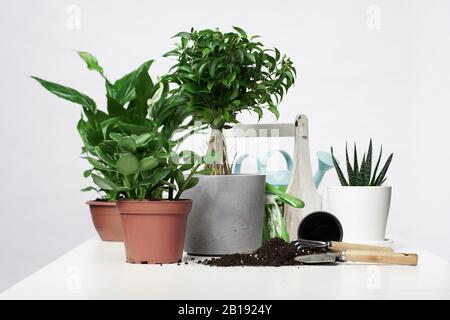 Home Pflanzen, Kakteen in Töpfen mit Schaufel und Rechen auf leerem grauem Hintergrund im Studio Stockfoto