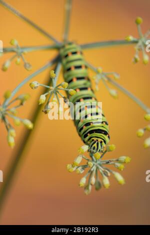 Old World Swallowtail Raupe auf Fenchel-Nahrungspflanze (Papilio machaon) Stockfoto