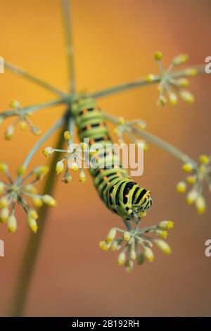 Old World Swallowtail Raupe auf Fenchel-Nahrungspflanze (Papilio machaon) Stockfoto