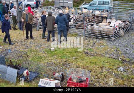 Schafe in Kugelhähnchen und Hühner in Käfigen für den Wettbewerb auf der North Harris Agricultural Show 2019, Tarbert, Isle of Harris, Äußere Hebriden, Schottland Stockfoto