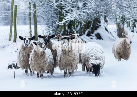 Teesdale, County Durham, Großbritannien. Februar 2020. Wetter in Großbritannien. Mit gelber Wetterwarnung auf Schnee warten heute Morgen die Schafe zusammen auf ihre Futtermittel. Credit: David Forster/Alamy Live News Stockfoto