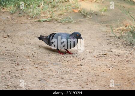 Thar-Taube auf dem Boden in der Natur, Vogelbild Stockfoto