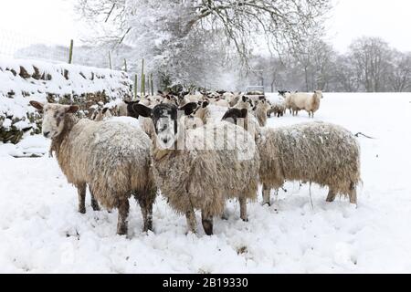 Teesdale, County Durham, Großbritannien. Februar 2020. Wetter in Großbritannien. Mit gelber Wetterwarnung auf Schnee warten heute Morgen die Schafe zusammen auf ihre Futtermittel. Credit: David Forster/Alamy Live News Stockfoto