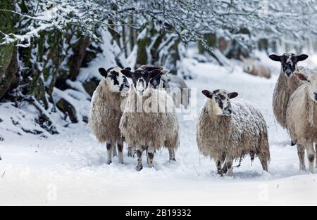 Teesdale, County Durham, Großbritannien. Februar 2020. Wetter in Großbritannien. Mit gelber Wetterwarnung auf Schnee warten heute Morgen die Schafe zusammen auf ihre Futtermittel. Credit: David Forster/Alamy Live News Stockfoto