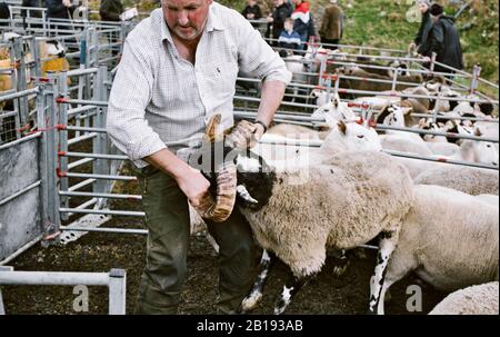 Schafzüchter, der Schafe mit Hörnern in Stift packt, auf der North Harris Agricultural Show 2019, Tarbert, Isle of Harris, Äußere Hebriden, Schottland Stockfoto