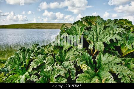 Giant wild rhubarb growing by loch, Isle of Lewis and Harris, Outer Hebrides, Scotland Stock Photo