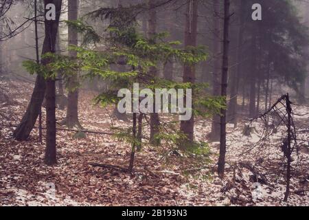 Weihnachtsbaum im Hintergrund eines nebligen Waldes Stockfoto