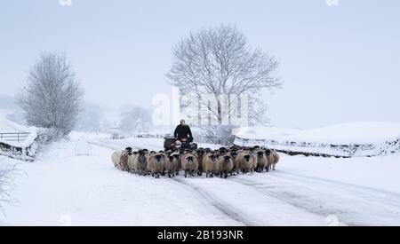 Wensleydale, North Yorkshire, Großbritannien. Februar 2020. Bauer bringt Schafe auf die A684 zwischen Hawes und Bainbridge in den Yoerkshire Dales, um aus dem schlechten Wetter heraus in eine Scheune zu legen. Kredit: Wayne HUTCHINSON/Alamy Live News Credit: Wayne HUTCHINSON/Alamy Live News Stockfoto