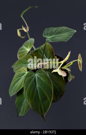 Tropische "Philodendron Hederaceum Micans"-Hauspflanze mit herzförmigen Blättern mit Samtstruktur im dunklen Hintergrund Stockfoto