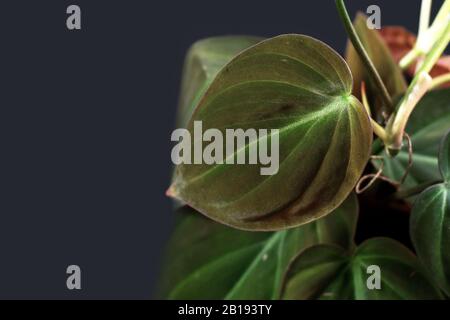 Blattnaht der "Philodendron Hederaceum Micans"-Hauspflanze mit herzförmigen Blättern mit Samtstruktur im dunklen Hintergrund Stockfoto