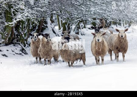 Teesdale, County Durham, Großbritannien. Februar 2020. Wetter in Großbritannien. Mit gelber Wetterwarnung auf Schnee warten heute Morgen die Schafe zusammen auf ihre Futtermittel. Credit: David Forster/Alamy Live News Stockfoto