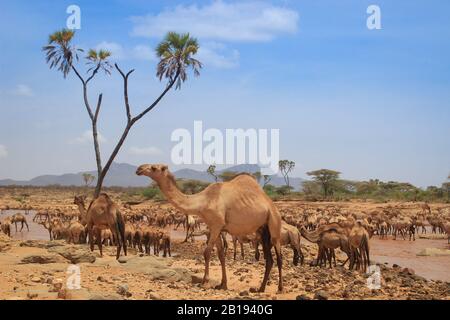 Eine Kamelherde kühlt an einem heißen Sommertag im Fluss. Kenia, Äthiopien. Afrika Stockfoto