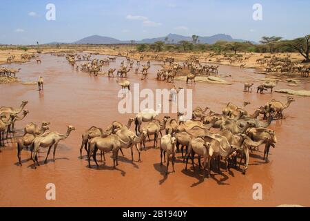 Eine Kamelherde kühlt an einem heißen Sommertag im Fluss. Kenia, Äthiopien. Afrika Stockfoto