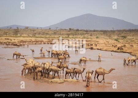 Eine Kamelherde kühlt an einem heißen Sommertag im Fluss. Kenia, Äthiopien. Afrika Stockfoto