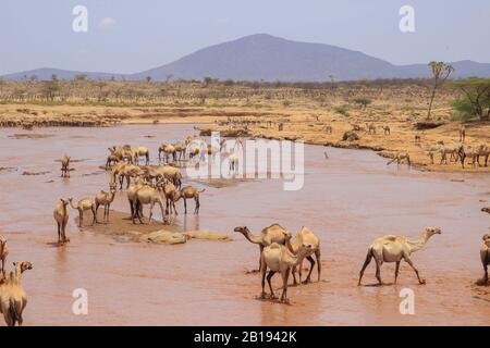 Eine Kamelherde kühlt an einem heißen Sommertag im Fluss. Kenia, Äthiopien. Afrika Stockfoto