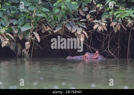 Hippopotamus (Hippopotamus amphibius) im Fluss Gambia bei Georgetown, Gambia. Stockfoto