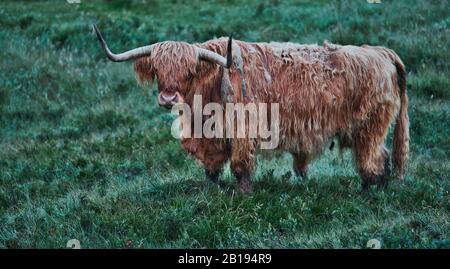 Highland Rinder bei Sonnenaufgang, Ardnamurchan Halbinsel, Lochaber, Highland, Schottland Stockfoto