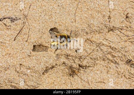 Mining Bee (Andrena barbilabris), die aus Burrow in Sanddüne an der Küste der Fluss-Dee-Flussmündung nahe Hoylake Wirral Merseyside UK im April 2019 entsteht Stockfoto