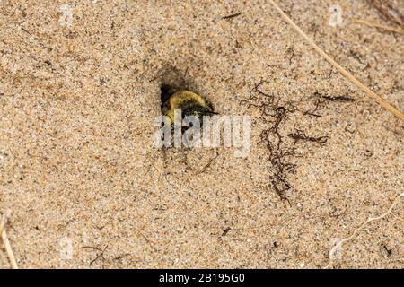 Mining Bee (Andrena barbilabris), die aus Burrow in Sanddüne an der Küste der Fluss-Dee-Flussmündung nahe Hoylake Wirral Merseyside UK im April 2019 entsteht Stockfoto