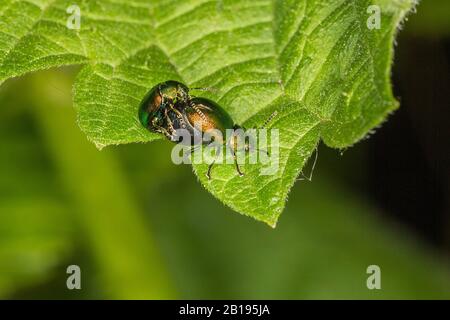 Green Dock Beetles (Gastrophysa viridula), die sich auf dem Blatt im Waldland Cheshire UK vom Mai 2019 2853 paaren Stockfoto