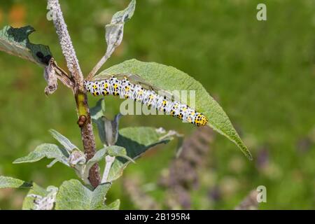 Mullein Moth (Shargacucullia verbasci) Raupe am Buddleja-Busch im Garten Cheshire UK Juni 2019 53579 Stockfoto