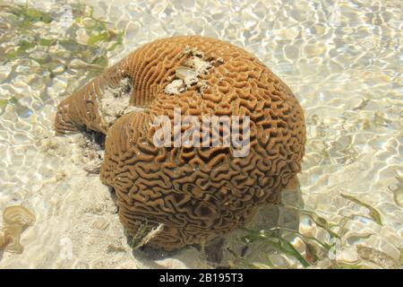 Die Koralle ist wie ein Gehirn geformt. Kenia, Mombasa, Küste Des Indischen Ozeans Stockfoto