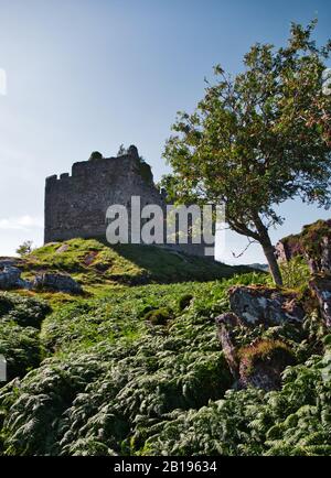 Altes ruiniertes Schloss Tioram auf der Gezeiteninsel Eilean Tioram, Loch Moidart, Lochaber, Highland, Schottland Stockfoto