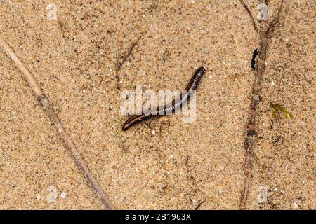 Millepede (Cylindroiulus caeruleocinctus) auf Sand in Dünen am Fluss Dee Estuary Hoylake Wirral Merseyside UK April 2019 52370 Stockfoto