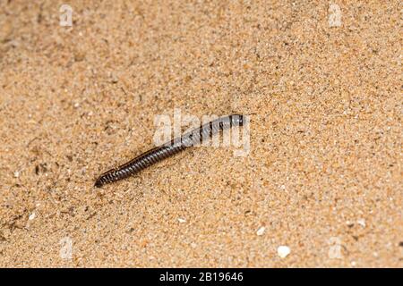 Millepede (Cylindroiulus caeruleocinctus) auf Sand in Dünen am Fluss Dee Estuary Hoylake Wirral Merseyside UK April 2019 52377 Stockfoto