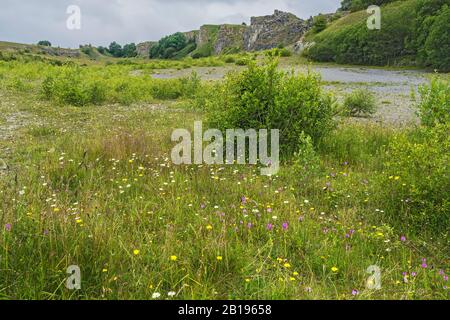 Wildblumen einschließlich Pyramidaler Orchideen (Anacamptis pyramidalis) im stillgelegten Kalksteinbruch, jetzt North Wales Wildlife Trust Reserve in der Nähe von Minera Wales Stockfoto