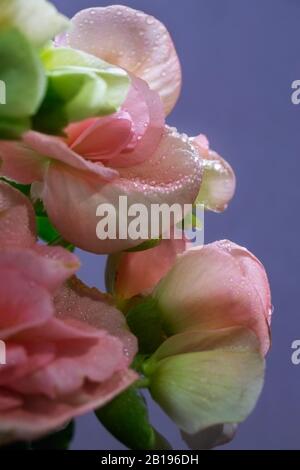 Eine Nahaufnahme der Begonia blüht mit Wassertröpfchen. Eine sehr beliebte Hausanlage, die auch im Garten als Bettzeug und in Wannen genutzt wird Stockfoto