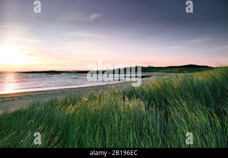 Machair Dünengräser, die in der Dämmerung über der Sanna Bay und dem Atlantik, Ardnamurchan Peninsula, Schottland, im Wind wehten Stockfoto