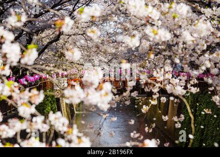 Hanami in Tokio. Die Menschen bewundern Sakura schöne Blumen entlang der berühmten Promenade Meguro River Cherry Blossoms Stockfoto