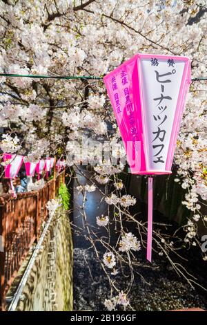 Hanami in Tokio. Die berühmte Promenade Meguro River Cherry Blossoms Stockfoto