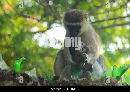 Mama Mit Baby Der Vervet-Affe (Chlorocebus pygerythrus) ist ein In Afrika heimischer Affe Der Alten Welt aus der Familie Cercopithecidas. Männer sind berühmt für Stockfoto