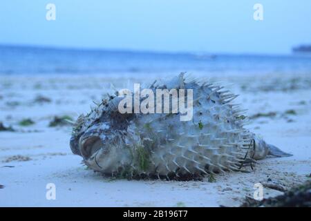 Seeigel liegt am Strand des Indischen Ozeans in Kenia, Mombasa. Afrika. Das Leben im Meer Stockfoto