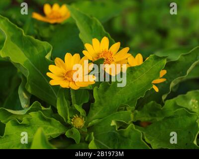 Nahaufnahme der frischen und natürlichen Wedelia trilobata gelben Blume wählen Sie den Fokus geringe Schärfentiefe aus Stockfoto