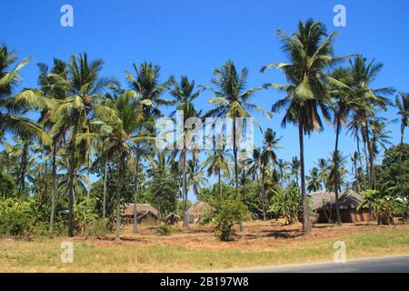 Eine große Plantage mit Kokospalmen und Hütten am Ufer des Indischen Ozeans, Malindi. Kenia Stockfoto