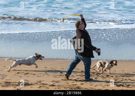 Ein Hundebesitzer wirft einen Ball für seinen jungen, energischen Springer Spaniels am Fistral Beach in Newquay in Cornwall. Stockfoto