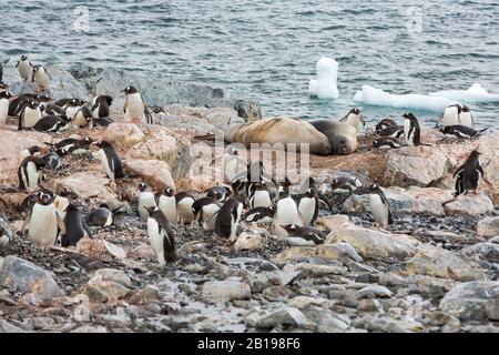 Gentoo-Pinguin, Pygoscelis papua-nisting auf Cuverville Island, im Errera Channel, Antarktis mit Southern Elephant Seals. Stockfoto