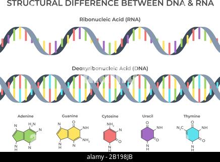 Infographische DNA und RNA-Spirale. Ribonukleinsäure vs. Desoxyribonukleinsäurestruktur, genetische Struktur und wissenschaftliche Vektordarstellung Stock Vektor