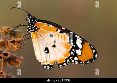 Einfacher Tiger, Afrikanische Königin (Danaus chrysippus), auf verwelktem Infloreszenz, Gambia Stockfoto