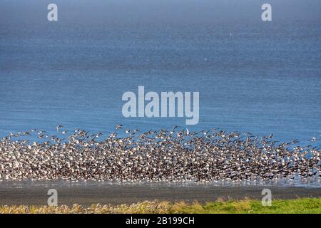 Palaearktischer Austercatcher (Haematopus ostralegus), Herde wandernder Austercatcher, Niederlande, Nordholländer, Balgzand, Hippolitushoef Stockfoto