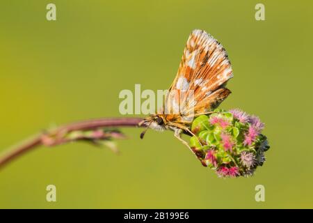 Roter Unterflügel-Skipper (Spialia sertorius), auf einem Infloreszenz, Deutschland, Nordrhein-Westfalen Stockfoto