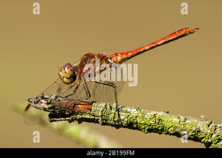 Vagrant sympetrum (Sympetrum vulgatum), männlich, Niederlande, Frisia Stockfoto