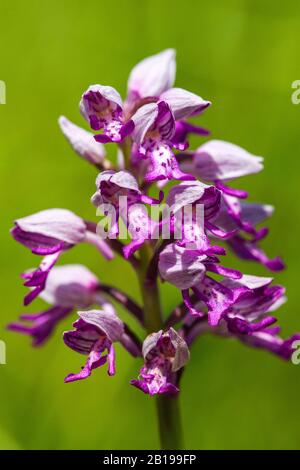 Militärorchid (Orchis militaris), Infloreszenz, Deutschland, Nordrhein-Westfalen, Eifel Stockfoto