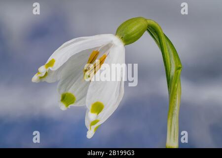 Frühlingsschneeflocke (Leucojum vernum), Einzelblüte, Deutschland, Bayern Stockfoto