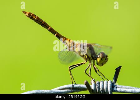 Vagrant sympetrum (Sympetrum vulgatum), auf Stacheldraht, Niederlande, Frisia Stockfoto