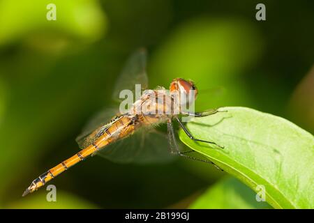 Keyhole Glider (Tramea basilaris), weiblich, Gambia Stockfoto