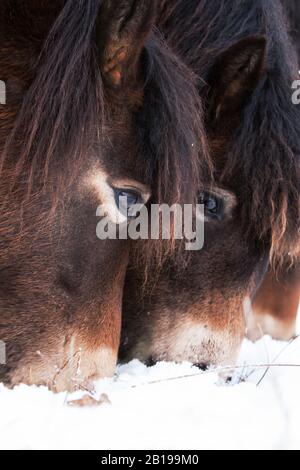 Exmoor-Pony (Equus przewalskii f. caballus), beweidet im Schnee, Niederlande, Frisia, Delleboersterheide Stockfoto